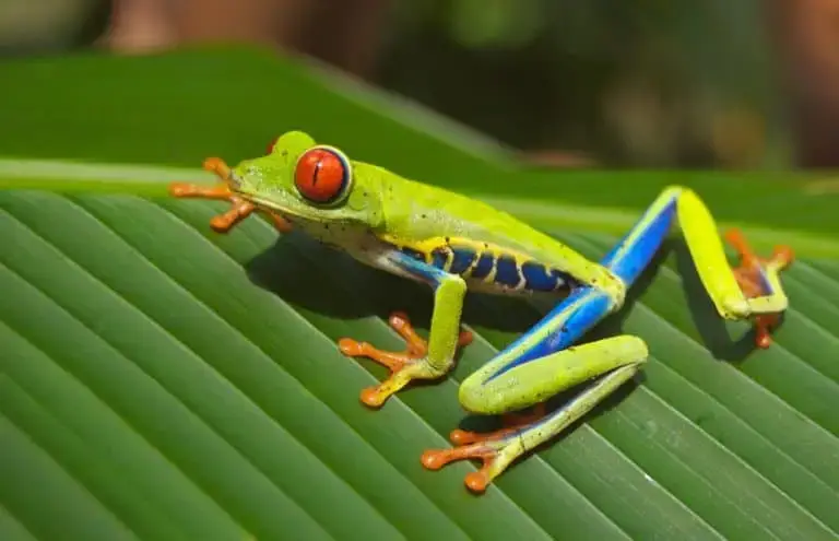 amphibian-animal-close-up-76957